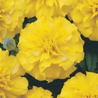 Bonanza Yellow Marigold