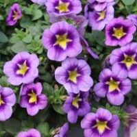 Can-Can Bumble Bee Blue Calibrachoa Million Bells