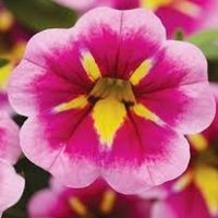 Can-Can Bumble Bee Hot Pink Calibrachoa, Million Bells