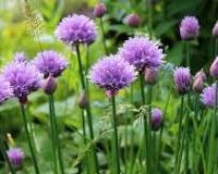 Chives