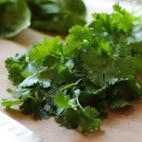 Cilantro