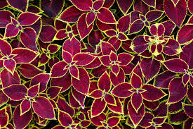 Coleus Mix