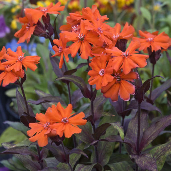 Lychnis arkwr Orange Gnome Catchfly