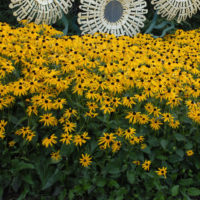 Black Eyed Susan