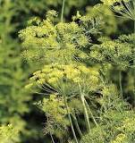 Dill