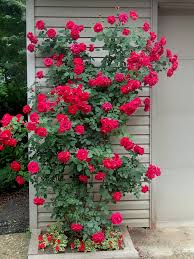 Ramblin’ Red Rose – Moeller’s Nursery