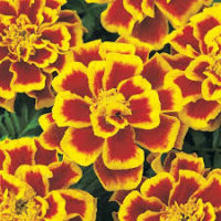 Durango Bolero Marigold