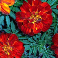 Durango Red Marigolds
