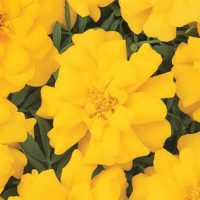 Durango Yellow Marigold