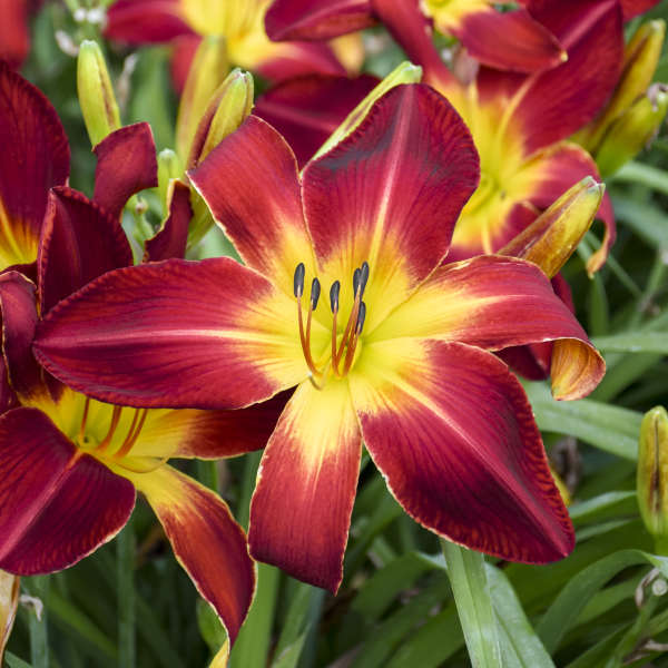Ruby Spider Daylily
