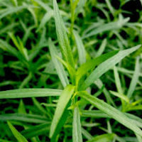 Tarragon