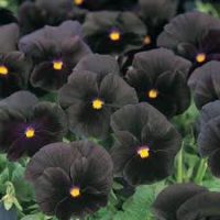 Halloween Pansy