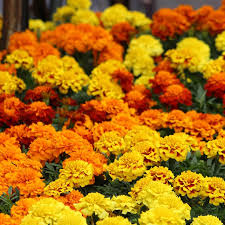 Hero Mix Marigold