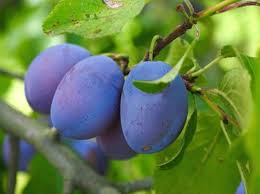 Italian Plum