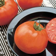 Jetsetter Tomatoes – Moeller’s Nursery