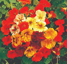 Jewel Mix Nasturtium