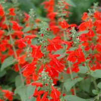 Lady in Red Salvia