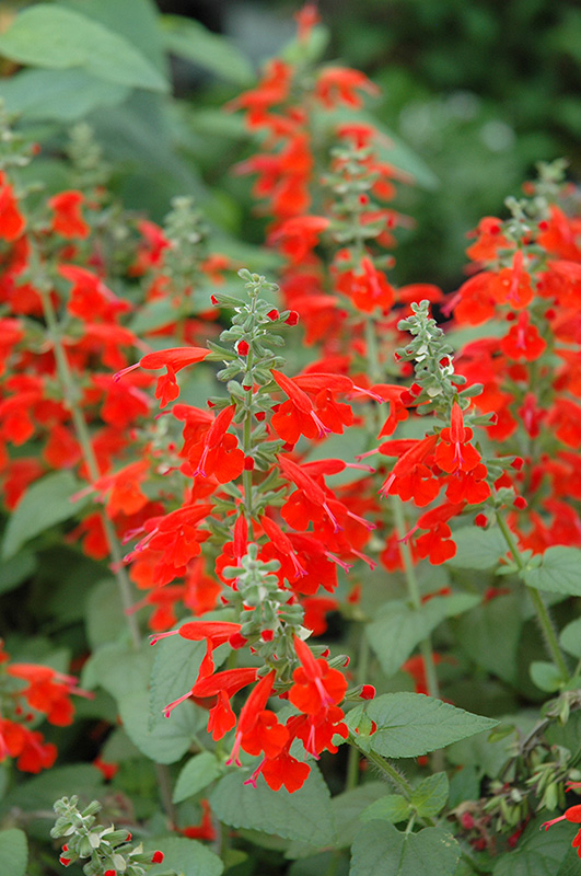 Lady in Red Salvia