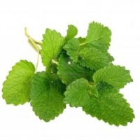 Lemon Balm