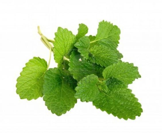 Lemon Balm