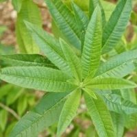 Lemon Verbena