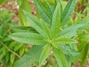 Lemon Verbena
