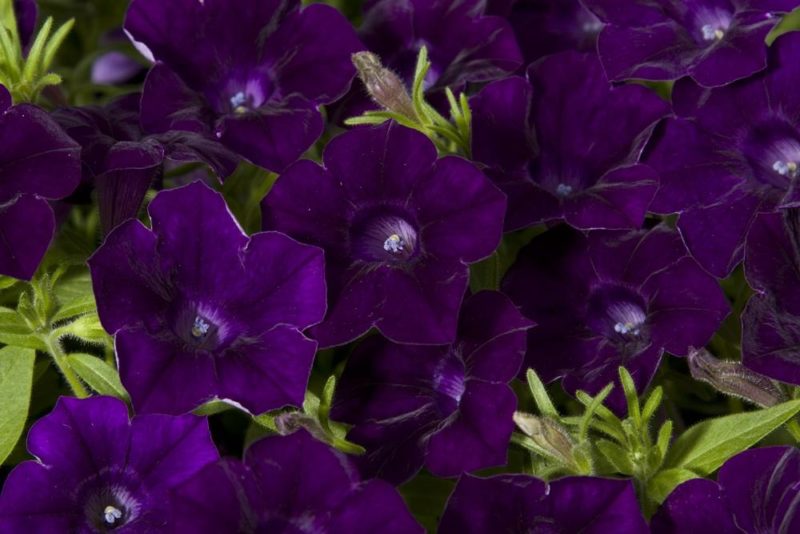 Midnight Dreams Petunia