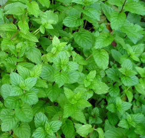 Peppermint Mint