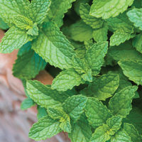 Herbs