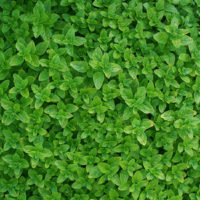 Oregano