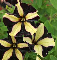 Slingshot Phantom Petunia – Moeller’s Nursery