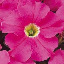 Pink Dreams Petunia