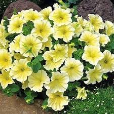 Prism Sunshine (Carpet Buttercream) Petunia