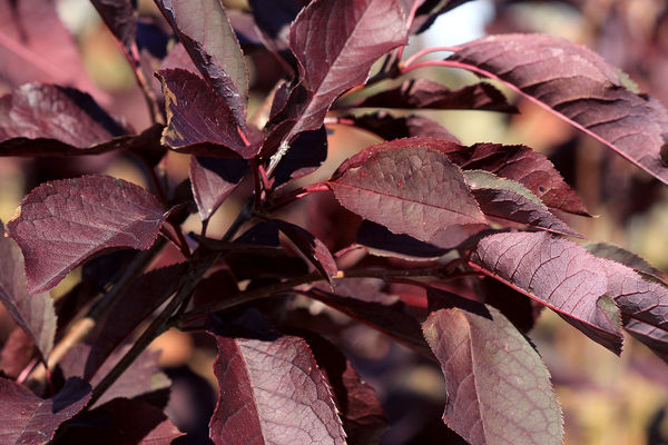 Canada Red Select Choke Cherry