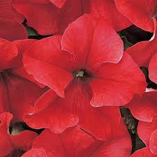 Red Dreams Petunia