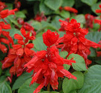 Red Hot Sally Salvia