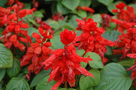 Red Hot Sally Salvia