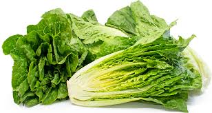 Romaine Lettuce