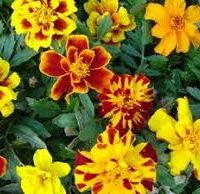 Safari Mix Marigold