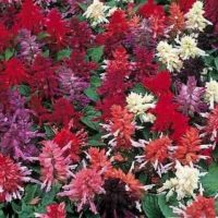 Salsa Mix Salvia