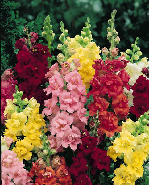 Madame Butterfly Mix Snapdragon