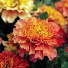 Strawberry Blonde Marigold