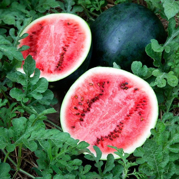 Sugar Baby Watermelon