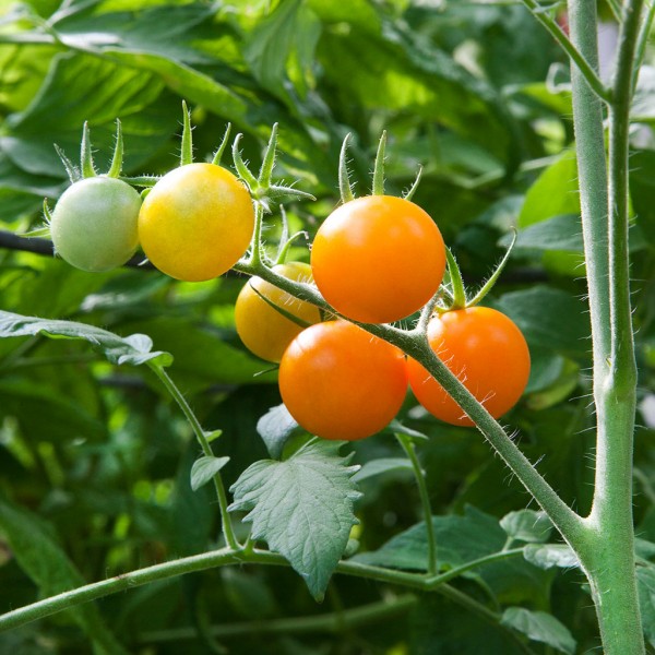 Sunsugar Tomatoes
