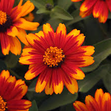 Zahara Sunburst Zinnia