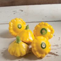 Sunburst Summer Squash