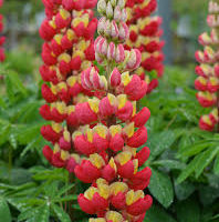 Lupine