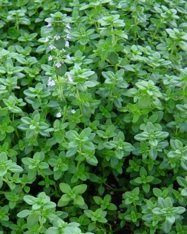 English Thyme