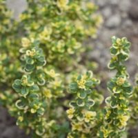 Thyme