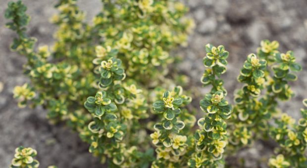 Lemon Variegated Thyme